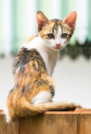 How many calories does it take for a cat to gain a pound? How To Fatten Up A Cat That Needs To Gain Weight