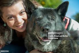 58 American Akita Dog Stock Photos, High-Res Pictures, and Images