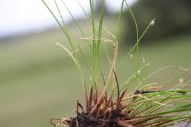 Image result for Isolepis sp.no.1