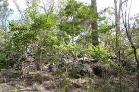 Image result for Psydrax fragrantissima