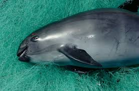Resultado de imagen para vaquita marina