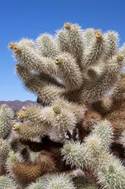 Because many of the plants do not reach eye level, you will get a good view over much. Cholla Cactus In Bloom Naturetime