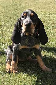 If you live in new york city and are hoping to adopt from us, check out the dogs available at our adoption center. Bluetick Coonhound Puppies For Sale Adoptapet Com