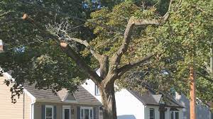 I am grateful for the job experience. Lansing Neighborhood Fed Up With Bwl Tree Trimming
