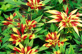 Check spelling or type a new query. 18 Best Types Of Foliage Plants