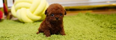 Teacup puppies store offers a variety of teacup and tiny breeds with beautiful faces and health guarantee. About Us Mini Teacup Puppy