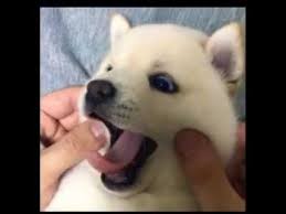 Cel mai dragut câine din lume, boo, a murit de inimă rea. Cel Mai Dragut Caine Din Lume Youtube