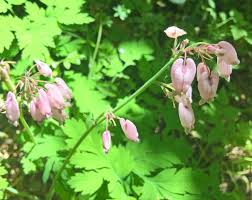 Jun 30, 2021 · bleeding heart plants can form large clumps of roots and should be divided about every two to three years. Bleeding Hearts Floral Hearts Celebrating Spring Horticulture And Home Pest News