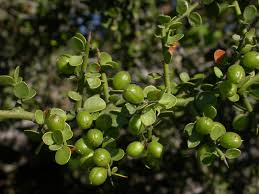 Image result for Maytenus