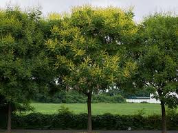 The fruit can also be described as being an inflated papery capsule. Golden Rain Tree Care Growing Watering Flowering Propagation Plant Index