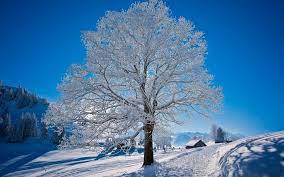 Frozen Tree Wide Desktop Background Wallpapers Hd Free 514115 Desktop Pictures Winter Trees Desktop Wallpapers Backgrounds
