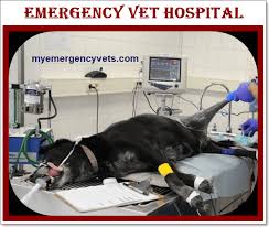 Pet emergencies can be unexpected and scary. Emergency Vet Hospital 24 Hour Vet Animal Hospital Veterinarian 2020