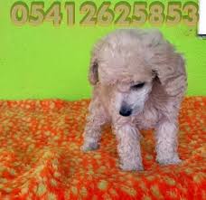 Toy Poodle Ciftligi Oyuncak Kanis Poodle Kopek