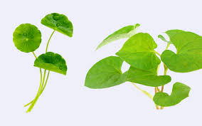 Image result for Centella asiatica