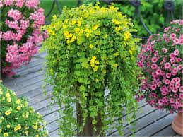 Image result for foto Vějířovka