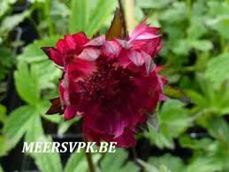 Check spelling or type a new query. Meers Vaste Plantenkwekerij Astrantia Major Star Of Fire