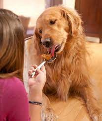 Nuts That Are Unsafe For Dogs Can Dogs Eat Dog Eating Dog Feeding