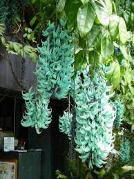Jade Vines In Bloom They Are Climbing Vines With Similar Habits To Wisteria Large Hanging Clusters Of Turquoise B Flowering Vines Beautiful Flowers Jade Vine