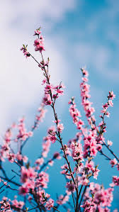Cool wallpaper wallpaper backgrounds spring wallpaper mobile wallpaper android wallpaper quotes imac wallpaper happy wallpaper computer backgrounds wallpaper lockscreen. Preppy Wallpapers Super Cute Iphone Mac Wallpapers Spring Wallpaper Flower Background Iphone Iphone Wallpaper Pinterest