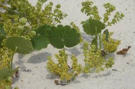 Image result for Hydrocotyle bonariensis