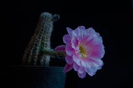 The cactus plant has spines instead of leaves, and these spines help. Ultimate Guide How To Get Your Cactus To Flower Cactusway