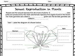 The stamen is the male reproductive organ. Flower Structure And Function Teaching Resources