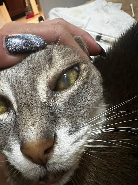 Why is my cat's left eye cloudy overnight?
