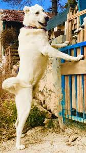 akbaba 5 years old breed akbas shepherd dog from akbaseskisehir akbas