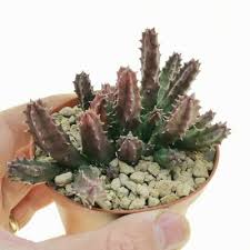 Image result for Huernia hislopii