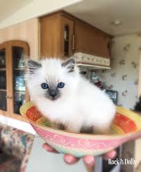 Epingle Sur Chaton
