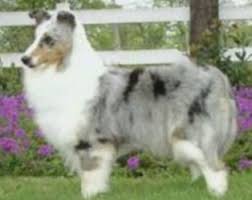 The expressive eyes are usually dark, although blue merle shelties can have one blue eye and one brown eye, or two blue eyes. Akc Registered Sheltie Puppies For Sale In Texas All Star Shelties