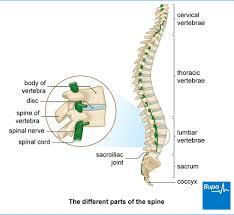 All of the modules must be written in coffeescript. Lower Back Pain Treatments And Causes Bupa Uk