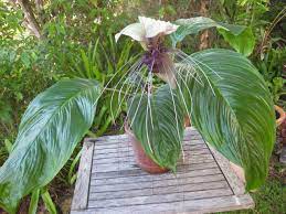 Tacca Integrifolia Bat Flower Grow Food Slow Food