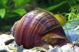 Obviously, a dead snail cannot stick to the aquarium wall or decorations, and will usually lie upside down. Is My Snail Alive Or Dead Shrimp And Snail Breeder