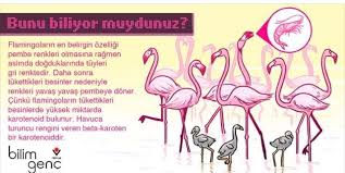 Sufficiency Adli Kullanicinin Minik Dostlarimiz Panosundaki Pin Flamingo Renkler Kartlar