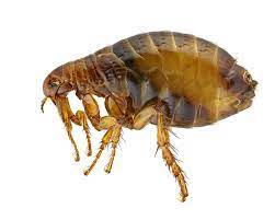 If you're looking for an organic remedy to help you rid your pet of fleas, then rosemary tea is the one for you. Fleas Premier Pest Control