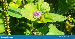 Image result for Boerhavia diffusa