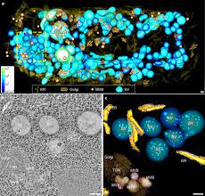 Check spelling or type a new query. A Whole Cell Electron Tomography Model Of Vacuole Biogenesis In Arabidopsis Root Cells Nature Plants