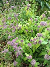 Image result for Clinopodium uhligii