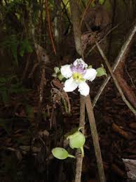 Image result for Chascanum adenostachyum