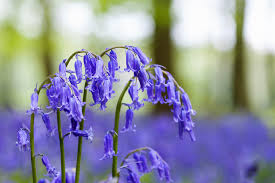 Bluebells aren't tricky plants to grow and will tolerate a wide range of conditions. How To Grow Bluebells The Gardening Dad