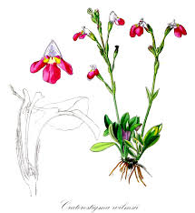 Image result for Linderniella wilmsii