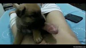 Tiny puppy playing around with his owner's cock