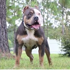 However, it can easily lead to malnourishment if your dog is not given the proper nutrition. 5 Types Of American Bully Sizes Body Head American Bully Daily