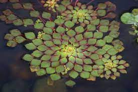 Growing plants under water and also inside your home? 15 Best Water Plants For Indoors And Backyard Ponds