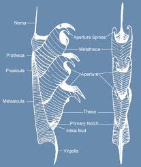 Image result for Dignathia gracilis