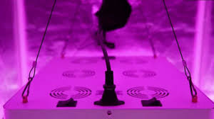 The sun system rs 1850 720 watt led grow light covers a veg footprint of 6' x 6', and can be narrowed down to 5' x 5' during flower for greater lighting intensity. 300w Cob Led Grow Lights Full Spectrum By Prakasa Youtube