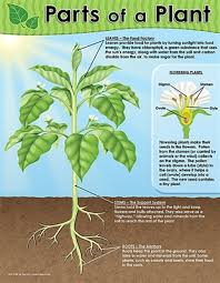 parts of a plant chart