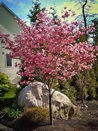 Home Dogwood Tree Landscaping Trees For Front Yard Landscaping Trees