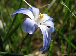 On sep 19, 2013, bikebiddy from tauranga, new zealand wrote: Blue Star Creeper Isotoma Fluviatilis Mygarden Org